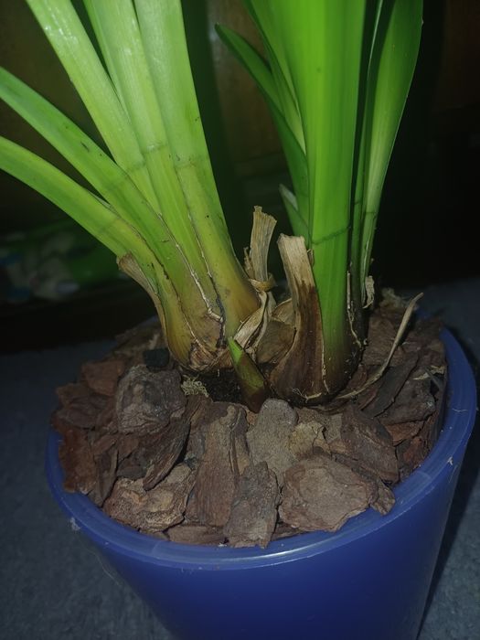 Цимбидиум детка темно -бордовая.