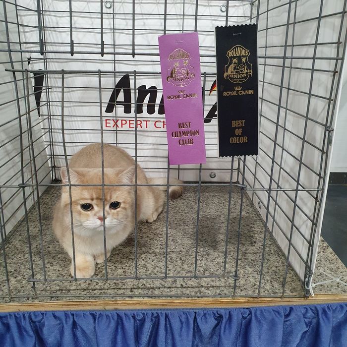 Кошечка британка ny12 клубная золотая шиншилла. Котята Киев