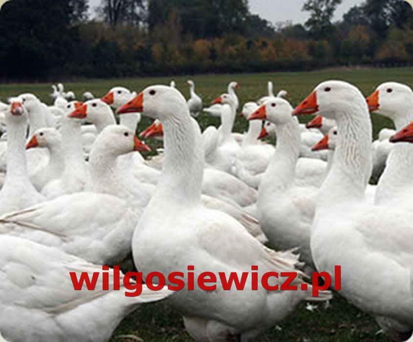 Gęś biała dowóz