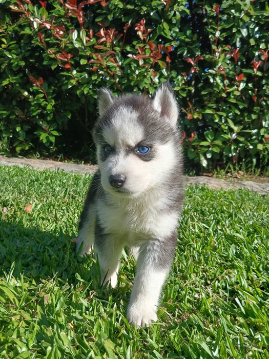 Husky Siberiano Macho