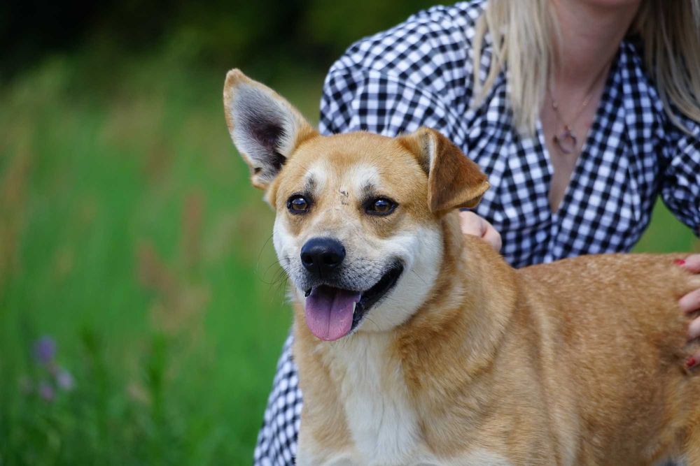 Aran - uroczy pies szuka rodziny