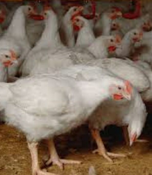 Яйця для інкубації курей