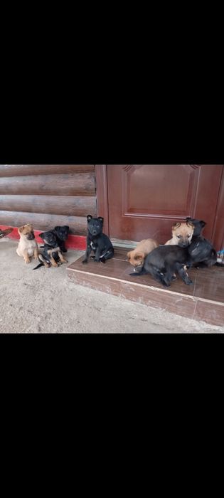 Віддам в добрі Руки Цуценят