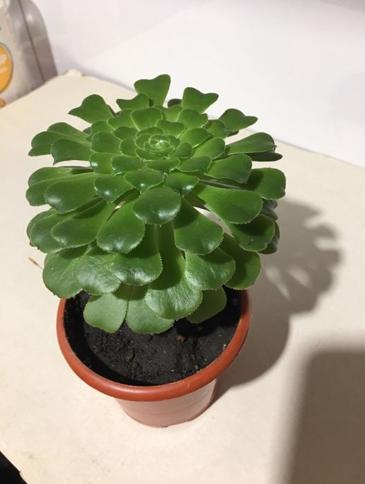 Продам суккулент цветок комнатный цветы