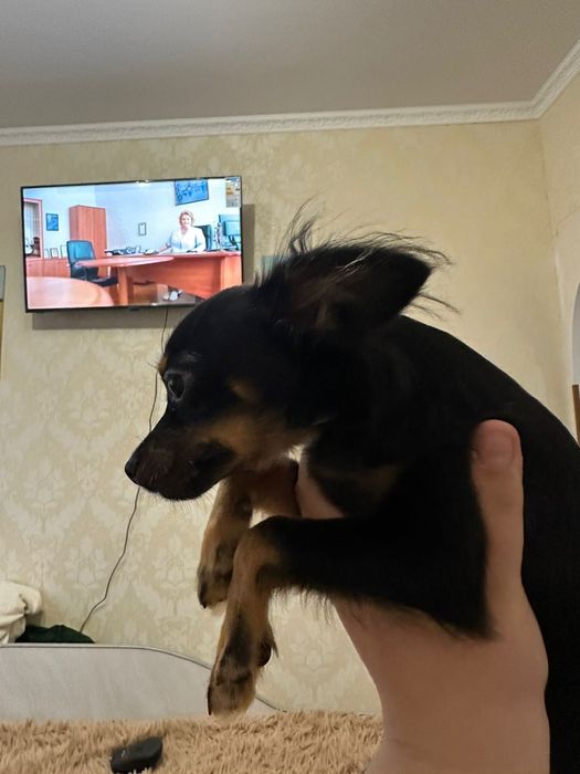 Продам цуценя той терьєра