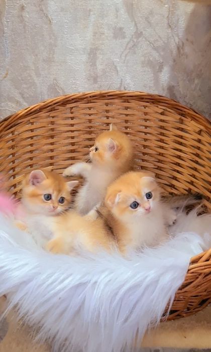 Золотая шиншилла мальчики и Девочка