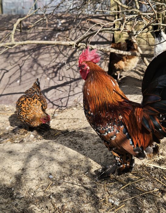 Kury karzełki porcelanowe