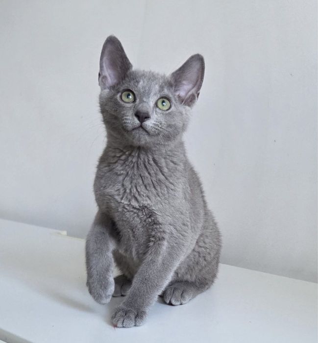 Kocurek Rosyjski Niebieski JACK