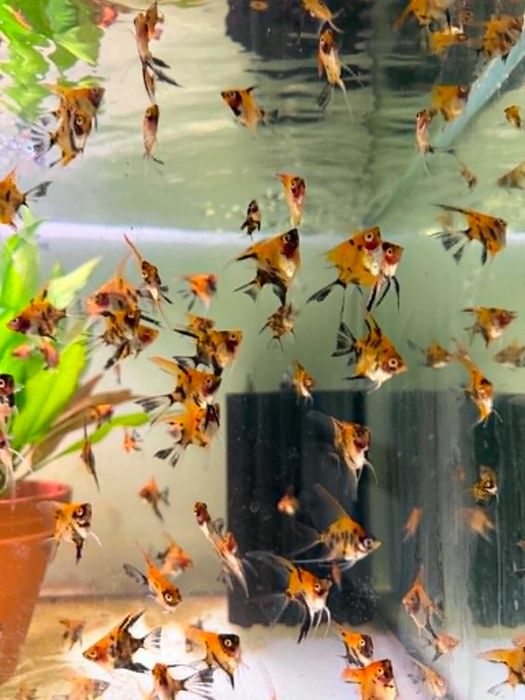Skalar KOI RED Filadelfia