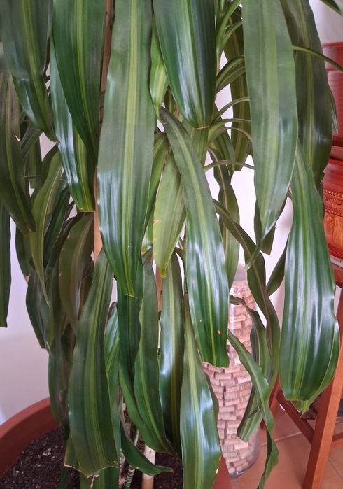 Planta linda ,bem tratada