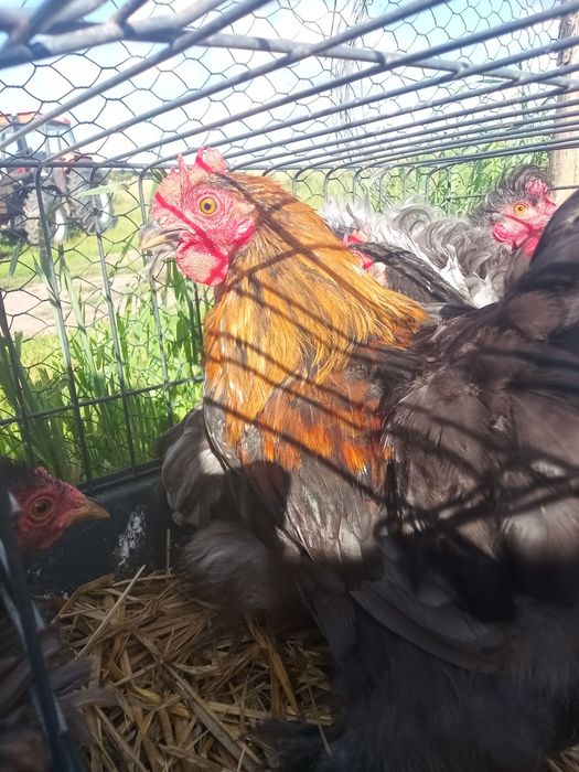 Drób ozdobny gęsie biegusy kochin Czubatka