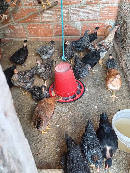 Vendem-se frangos caseiros