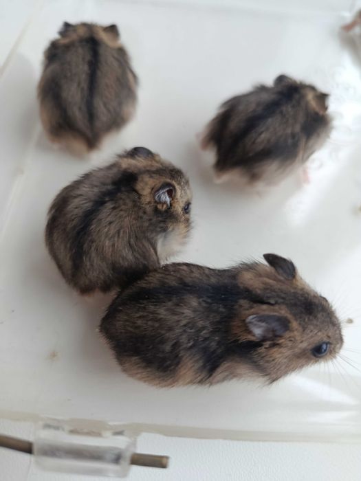 Хом'ячки джунгарики