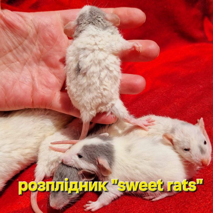 Щурики Дамбо та Дамбо Рекс, крысы,криси,крисята,купить криску