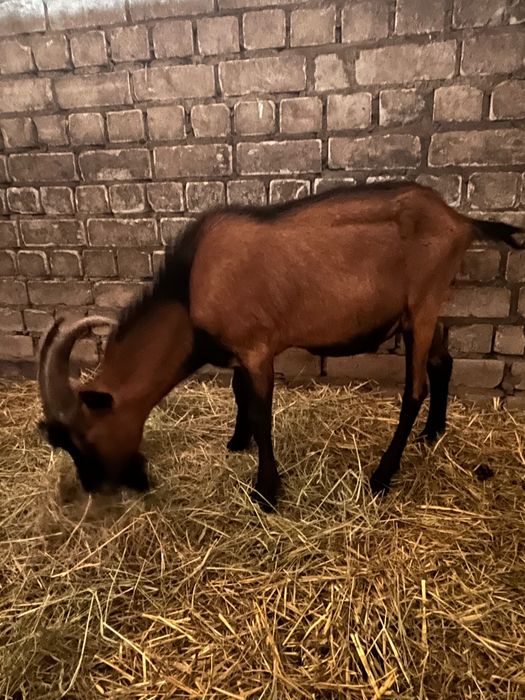 Продам козлів Альпійської породи