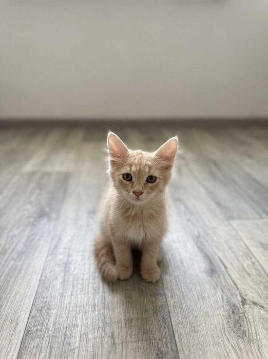 Шукаємо дім для кошенят