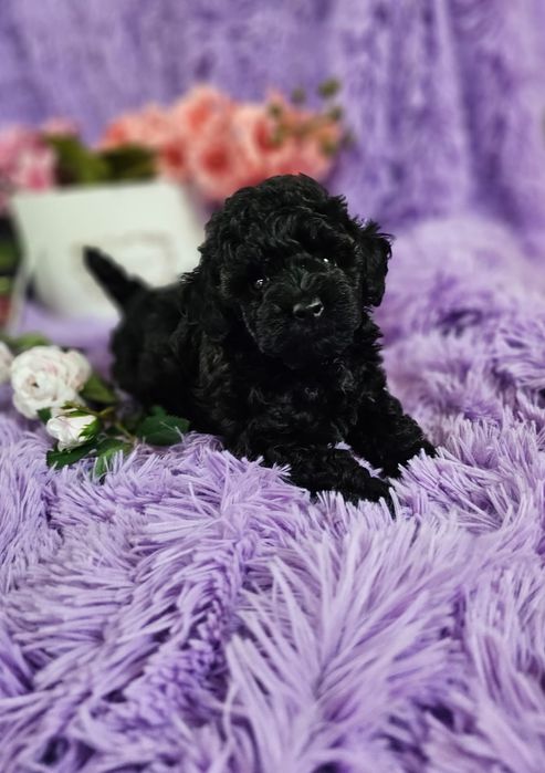 REZERWACJA.Pudel toy  maleńki piesek po przebadanych rodzicach