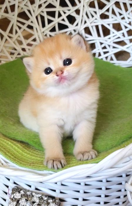 Ручные и добрые котята,  малыши золотая шиншилла