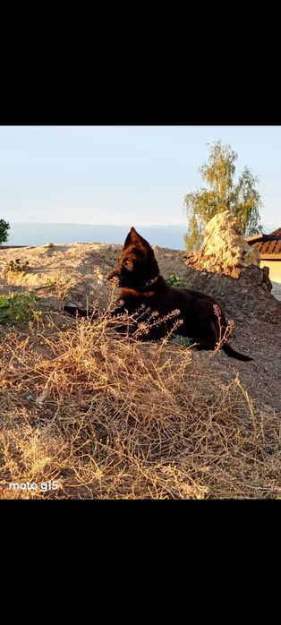 Східноєвропейської вівчарки чистокровни чорни короткошерсни