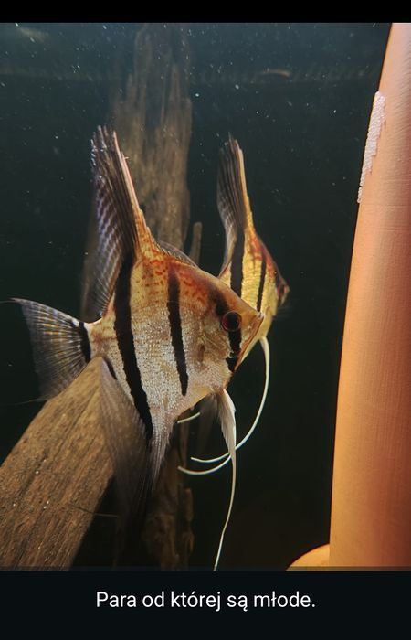 MISIEKZOO Pielęgnice - Skalary Santa Izabel