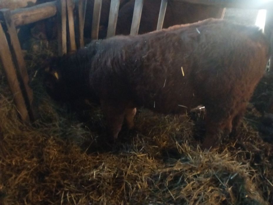 Sprzedam bydło rasy LM