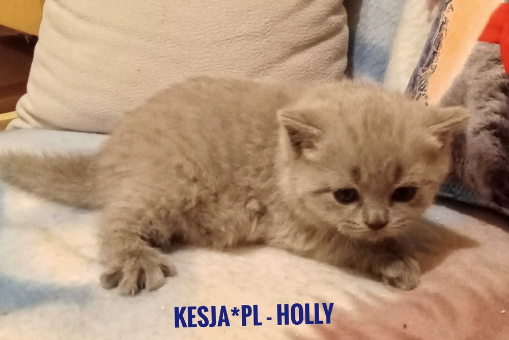 Kotka brytyjska niebieska z rodowodem FPL