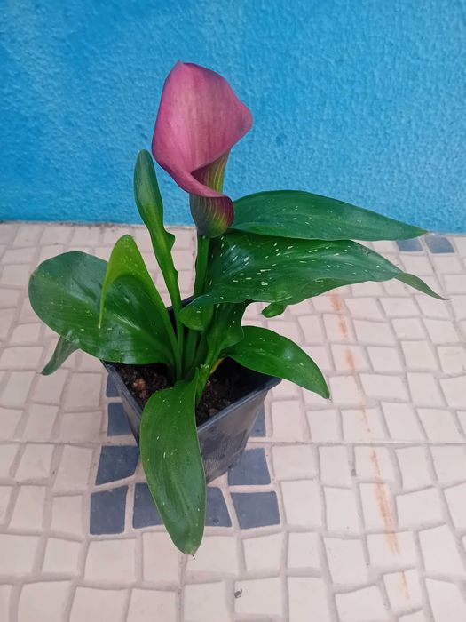 Lirio Calla Zantedeshia