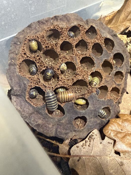 Zwierzeta egzotyczne