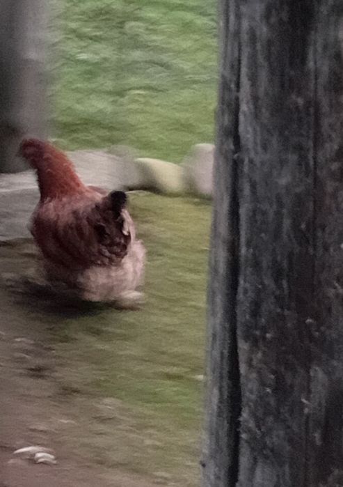 Курочки фавероль.