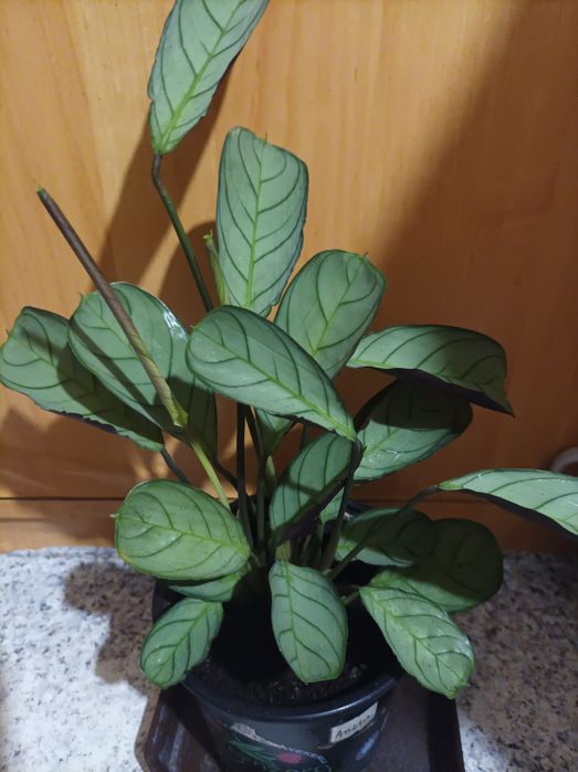 Ктенанта, строманта триколор