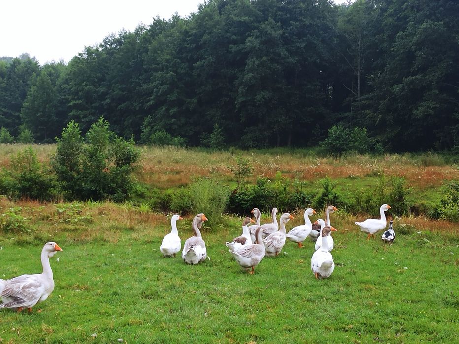 Гуси породи Холмогори