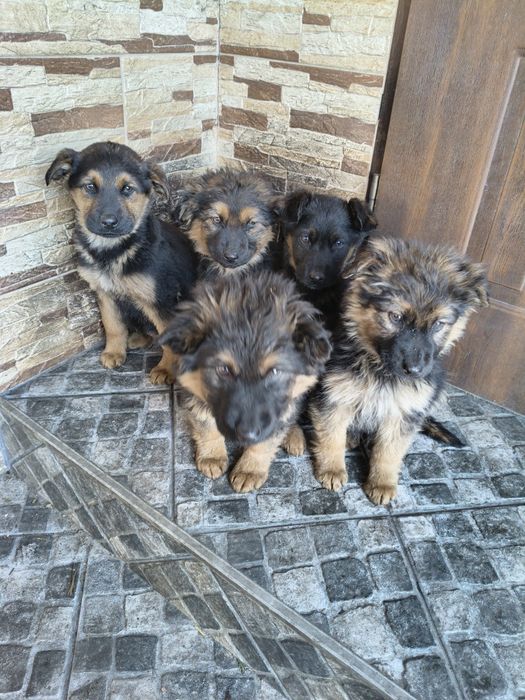 Pieski po owczarku niemieckim