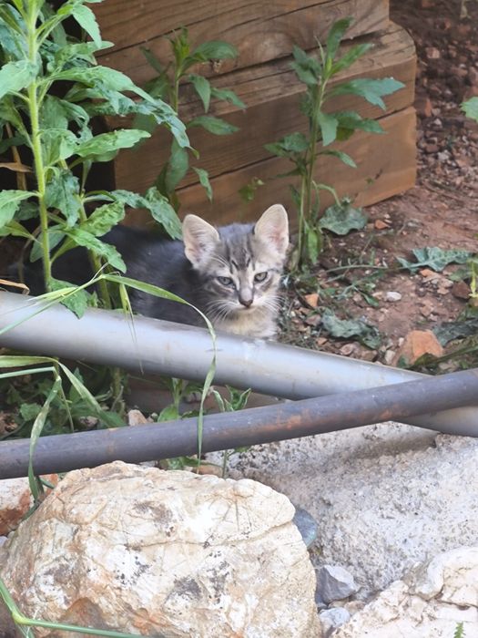 Gatinhos bebés para adoção,