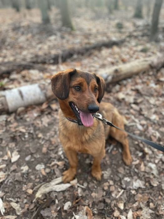 MUFIN - roczny szuka domu!