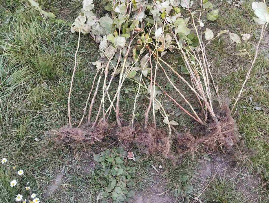 Продам саджанці літньої малини
