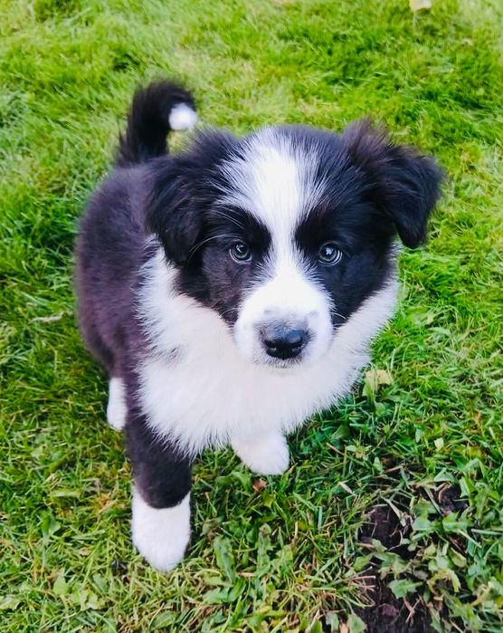 Śliczna Suczka Border Collie