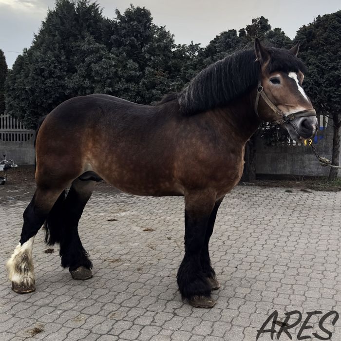 Ogier sztumski zimnokrwisty