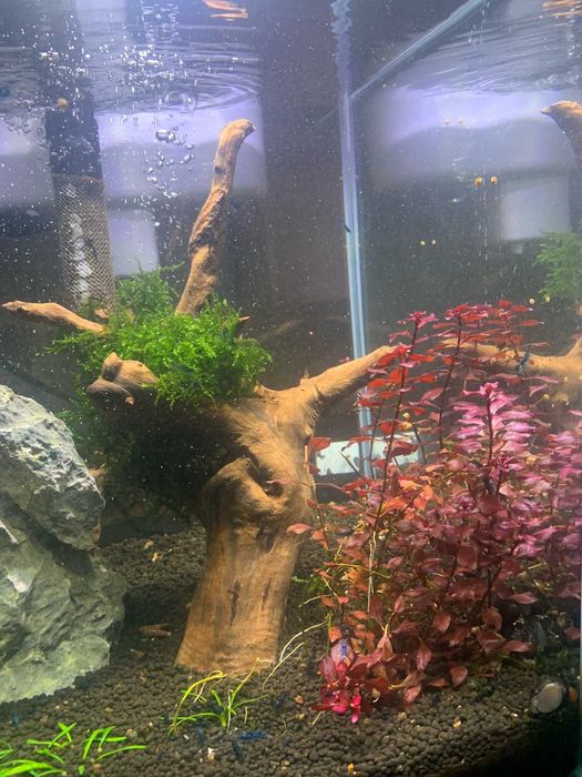 Ludwigia Mini sp. Super Red