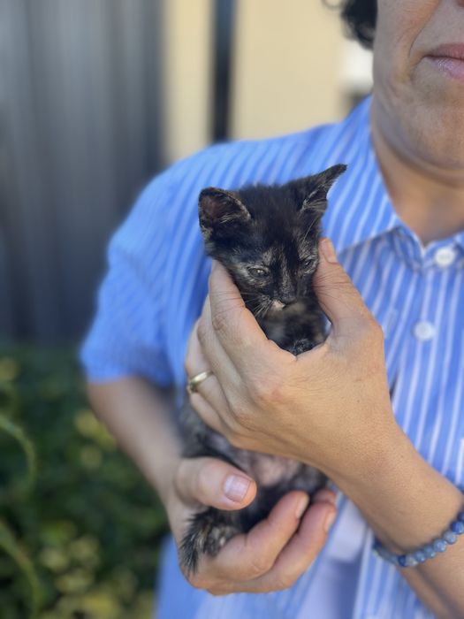 Gatinha para adopcao responsavel