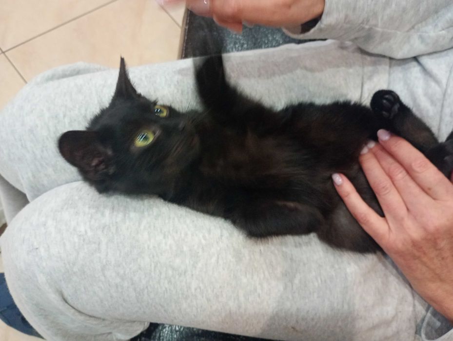 4 miesięczny kociak szuka  domu