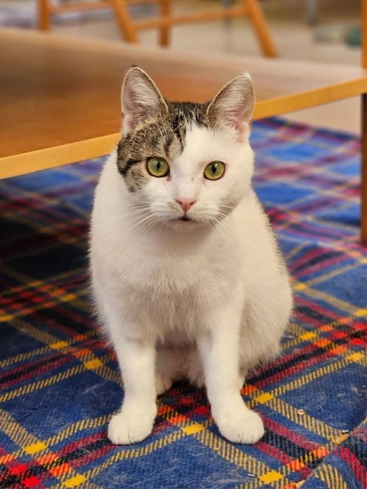 Cukne kotki do adopcji. Ostoja Mruczków