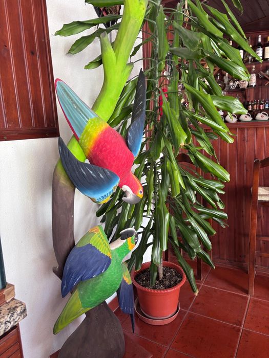 Papagaios esculpidos na madeira