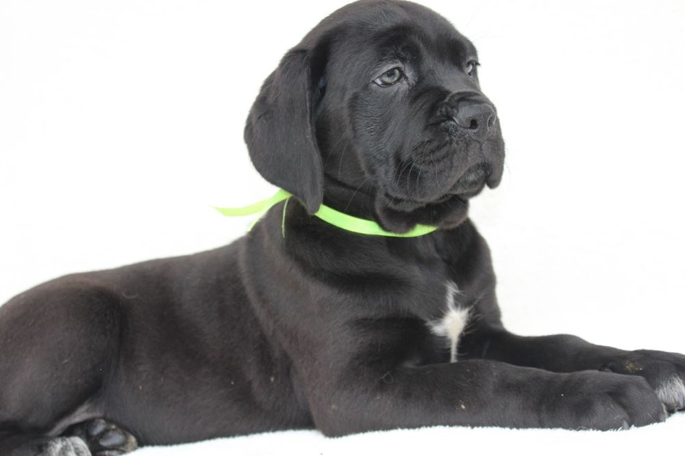 Милі цуценята кане корсо