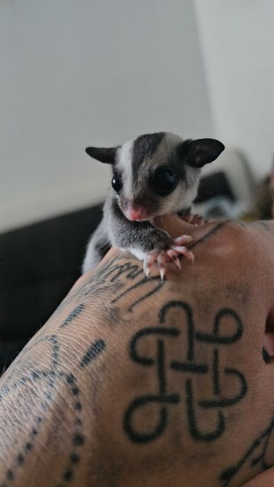 Lotopalanka karłowata white standard