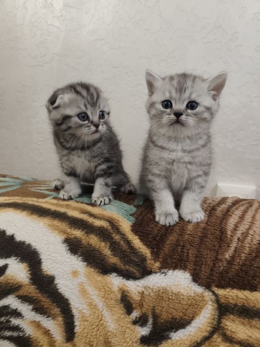 Шотландські кошенята