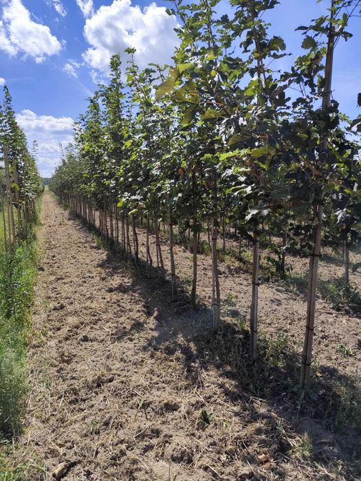 Nasadzenia zastępcze klon lipa 8 jarzab 12 brzoza platan 10 olsza 16