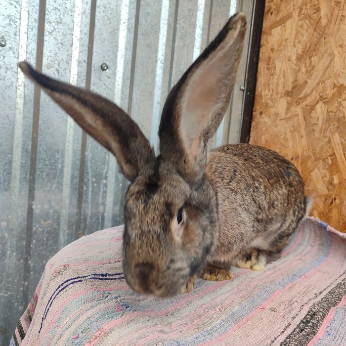 Продаємо кроленят вік від 1.5 міс