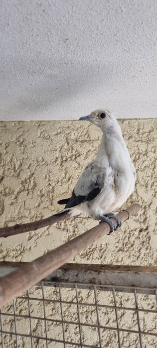 Pombo de fruta ducula