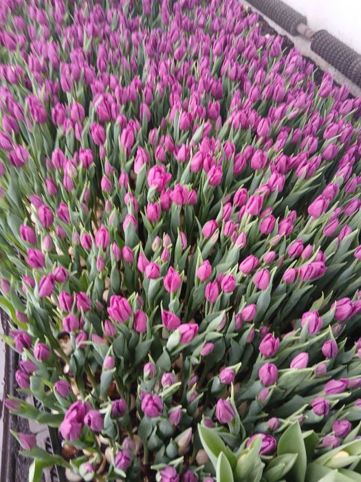 Тюльпан 35грн/шт.