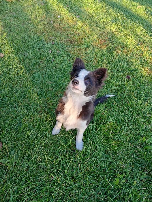 Border Collie śliczna suczka szczeniaczek